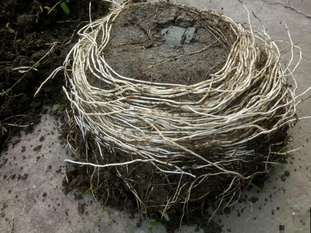 南方花友请注意，这几种花先别买，买回家就挂！