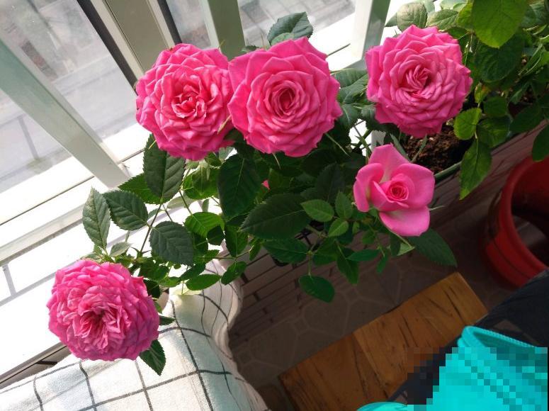 11月,千万别买这种花,养不活惹一肚子气! 11月,千万别买这种花,养不活惹一肚子气!