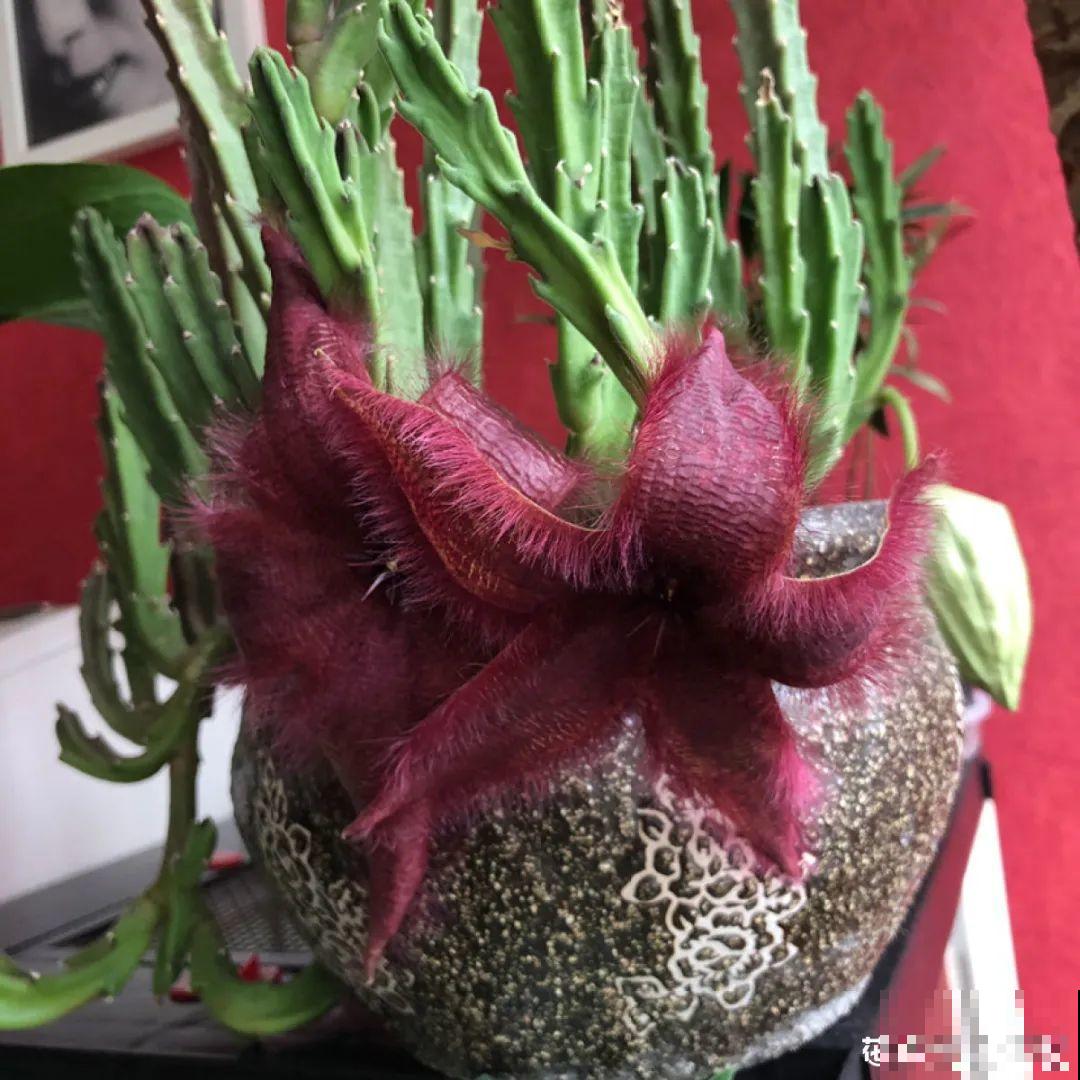 1种花叫大花犀角，闻久了头晕，家里养要小心！