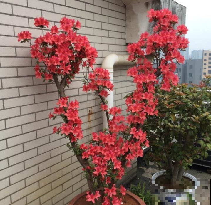 映山红不等于杜鹃花,两个标准要符合,别再搞混了! 映山红不等于杜鹃花,两个标准要符合,别再搞混了!