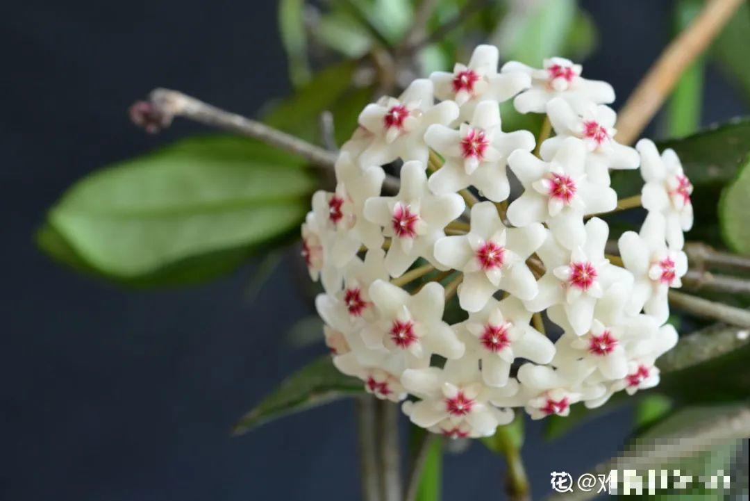 再穷也要养长寿花，寓意好、开花美，养人又养家！