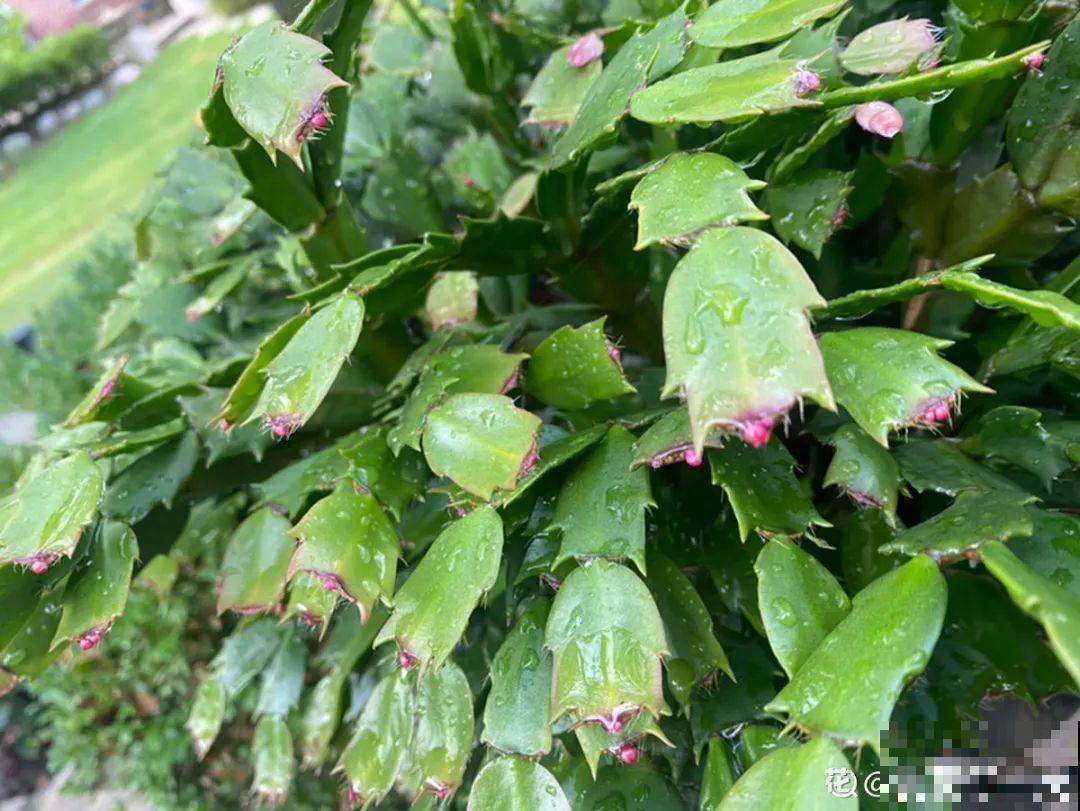 10月养花掐一掐,掐完就来花,盆都塞不下! 10月养花掐一掐,掐完就来花,盆都塞不下!