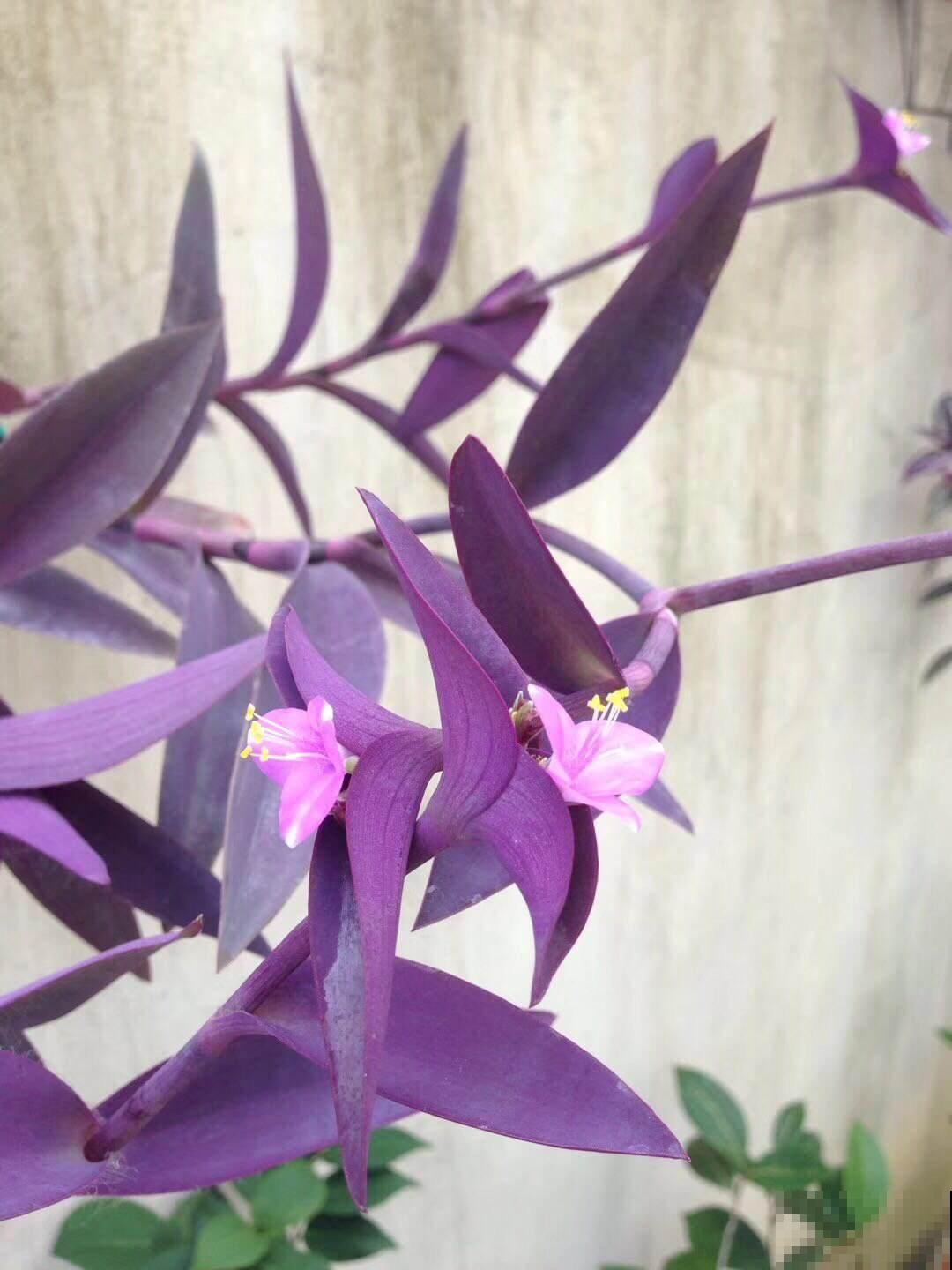 9种叶子花比花还美,叶子像油画,还特耐阴! 9种叶子花比花还美,叶子像油画,还特耐阴!