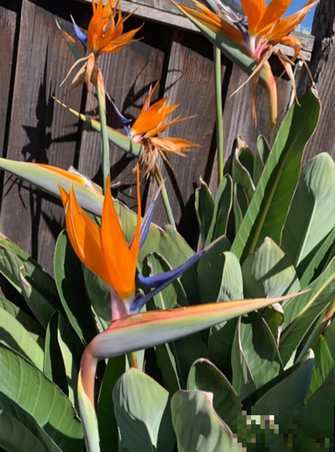 15种镇宅花，家里摆一盆，镇宅旺运超霸气！