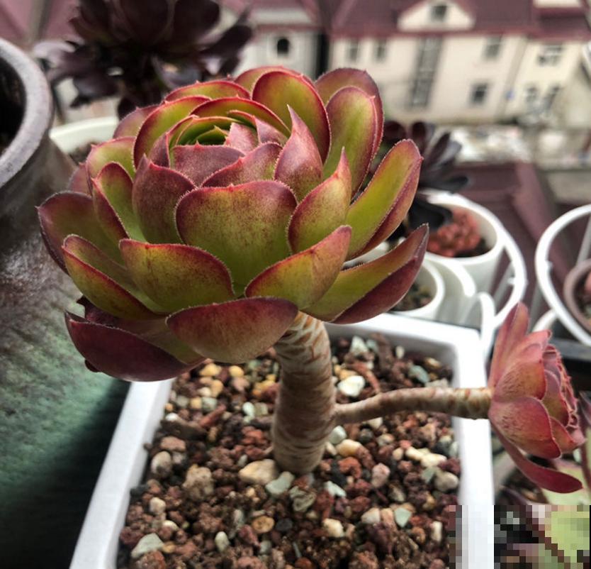 多肉撸叶有讲究，随便一撸，转头和你说拜拜！