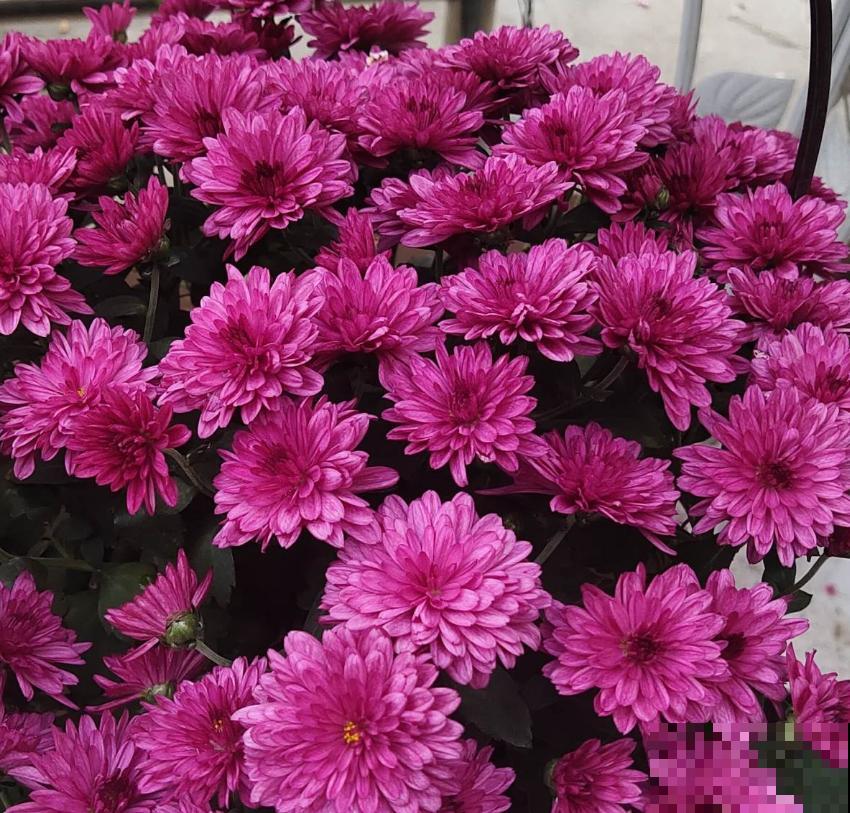 秋天养盆球菊，盆栽大花球，特适合家庭观赏！