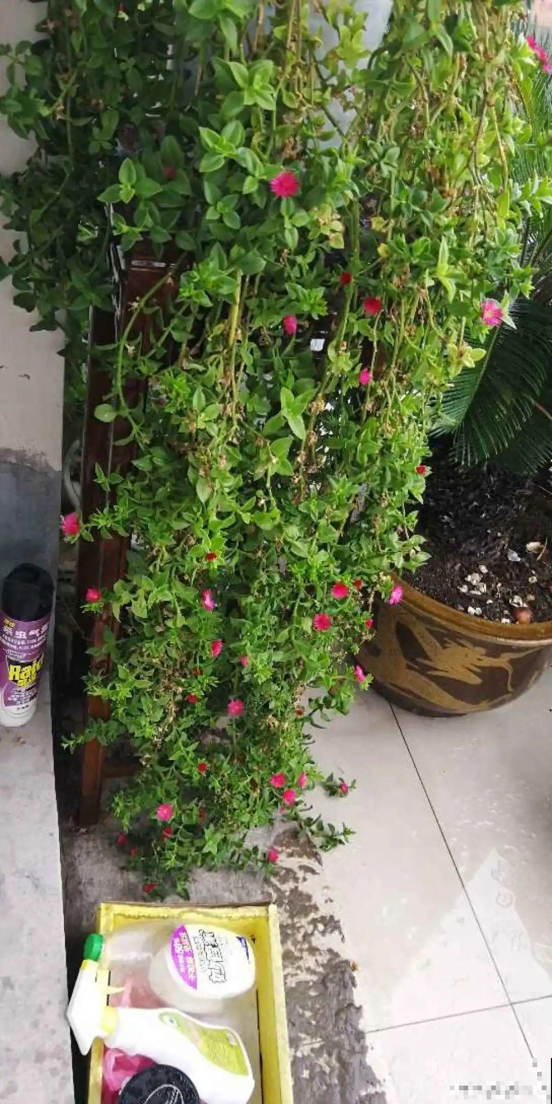 挂起来就能养的花,开花多不占地儿,家里能养100盆! 挂起来就能养的花,开花多不占地儿,家里能养100盆!