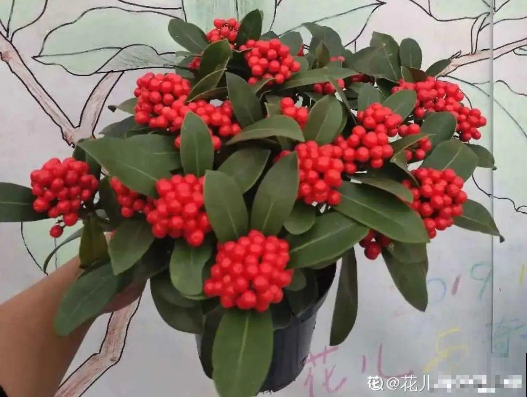 8种贵花，一盆好几百，有钱了一定要买一盆！