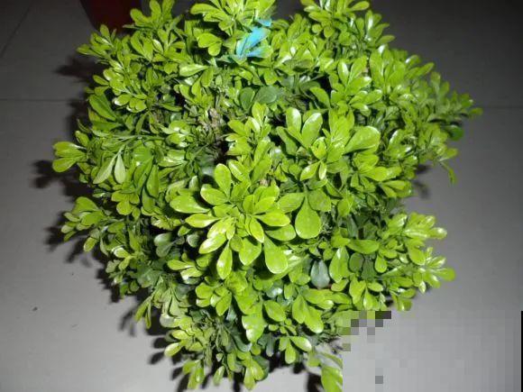 秋天降温快，家里养这9种花，要赶紧搬进屋了