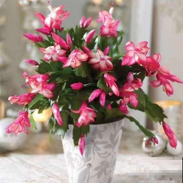 冬天就养耐阴花，没光也能开爆盆，扔角落自己疯长！