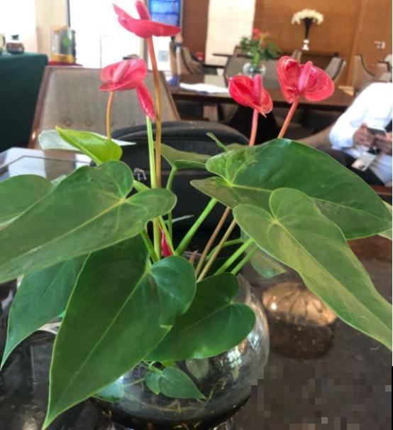 花期长的3种花,妥妥的“开花机器”,赶紧养! 花期长的3种花,妥妥的“开花机器”,赶紧养!