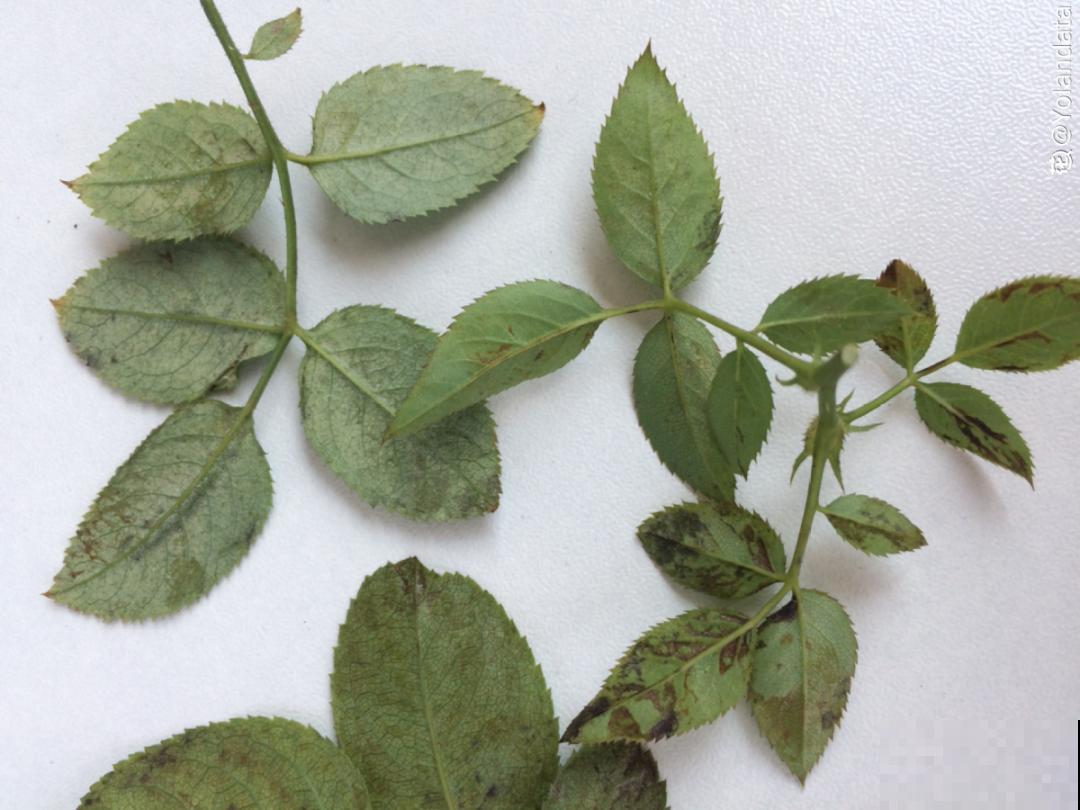 虫子再不杀，花都要死了，活不过今年！