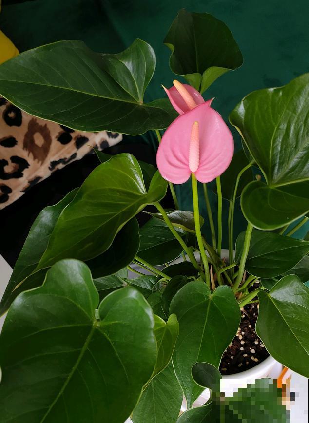 红掌长黄斑,千万别喷水,不然烂的更厉害 红掌长黄斑,千万别喷水,不然烂的更厉害