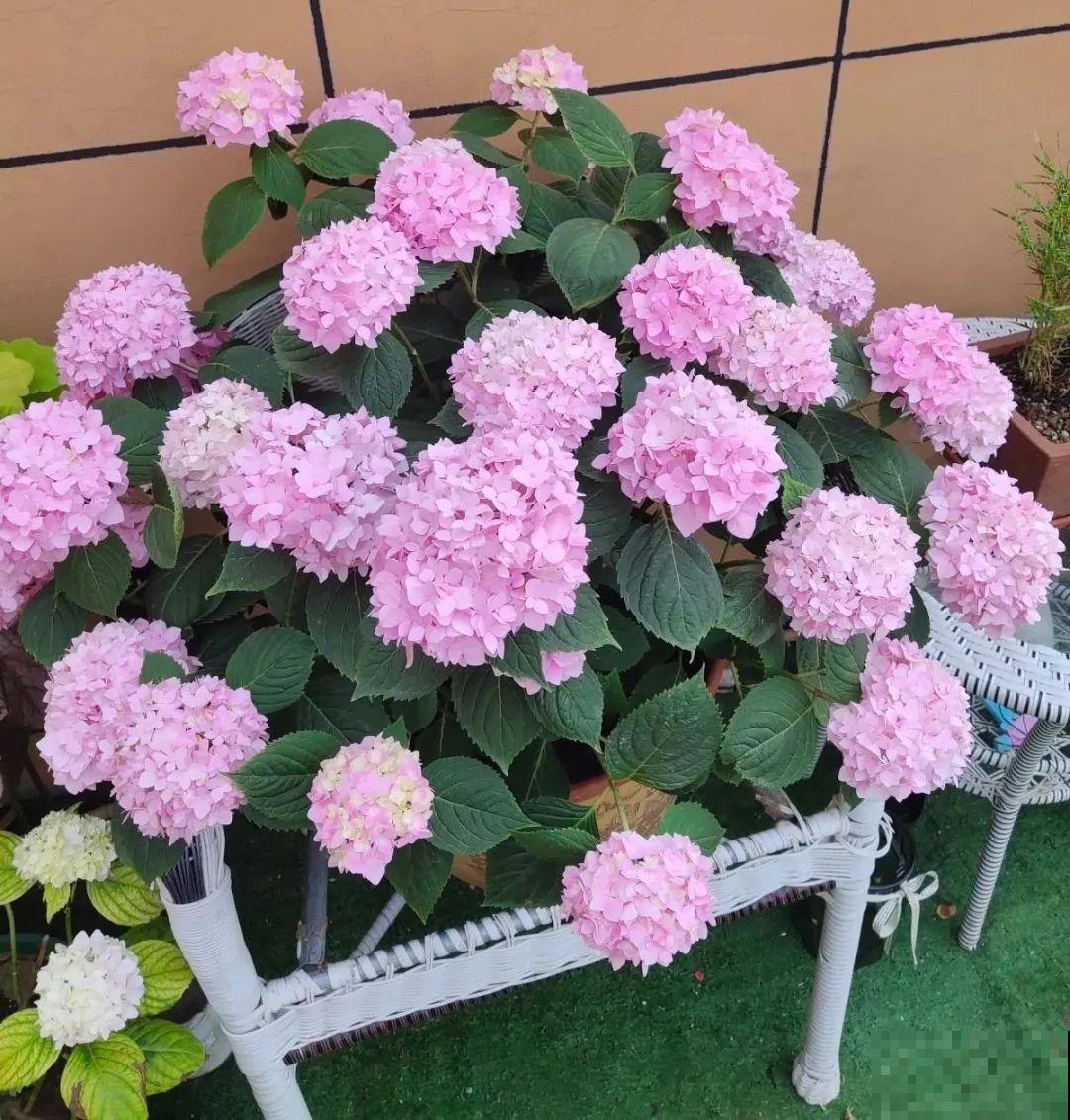 20种花特耐寒，放外面冻一冻，开花更多