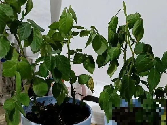 11月,千万别买这种花,养不活惹一肚子气! 11月,千万别买这种花,养不活惹一肚子气!