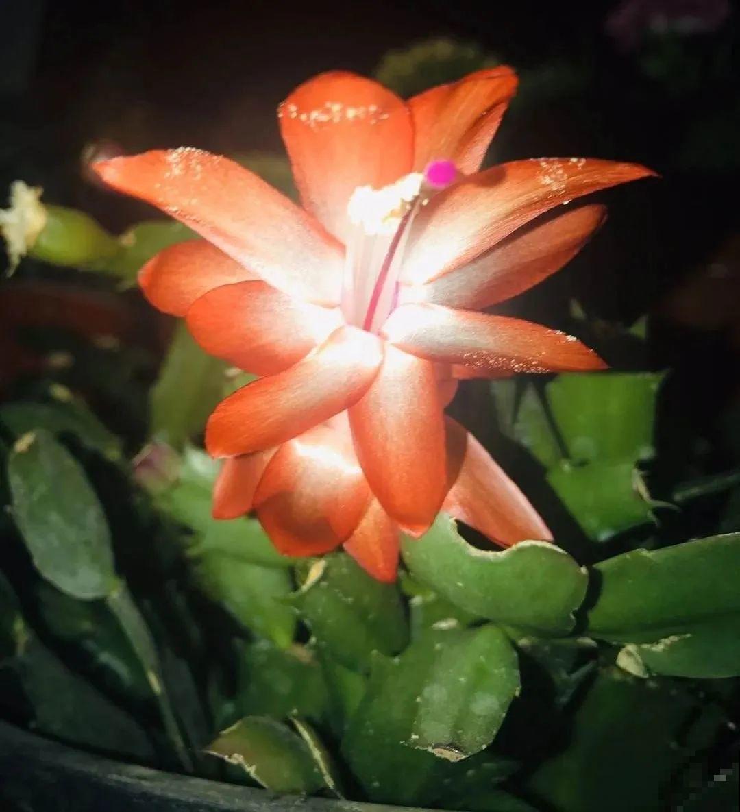 10月养花掐一掐,掐完就来花,盆都塞不下! 10月养花掐一掐,掐完就来花,盆都塞不下!