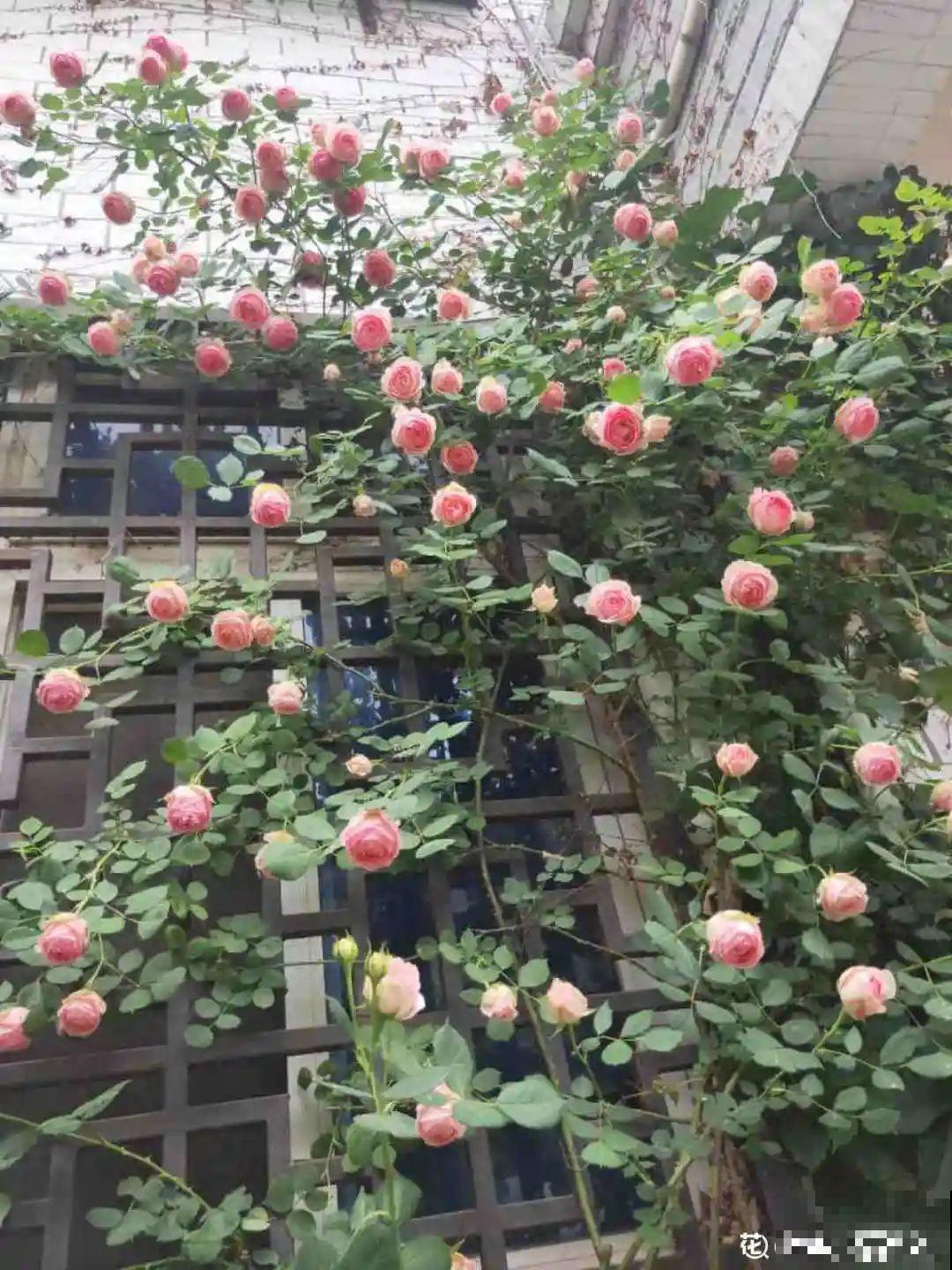 冬天休眠的花，你以为它死了，其实还活着！