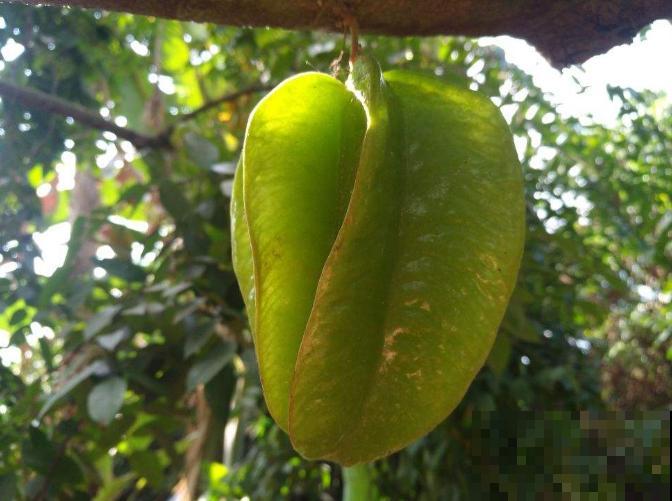 种盆杨桃摆阳台，造型别致，气味香甜，省下空气清新剂！