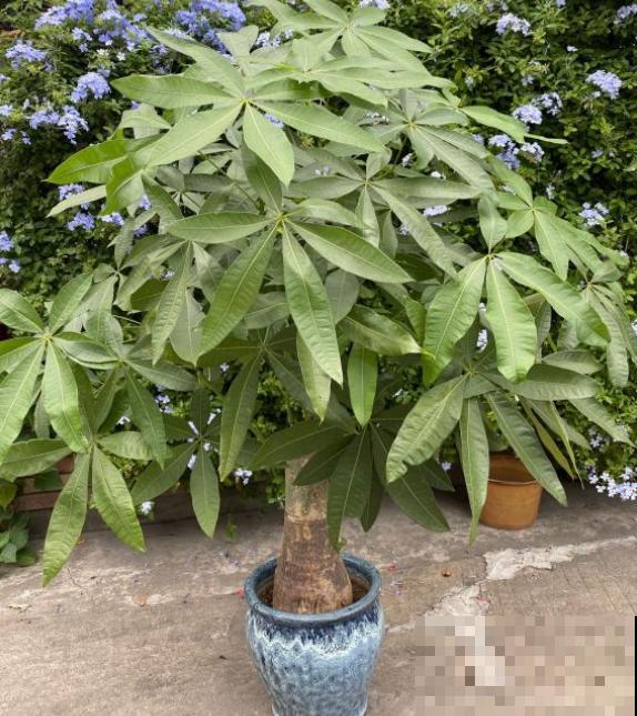 不是所有花都喜水，这3种是例外，渴着就好！