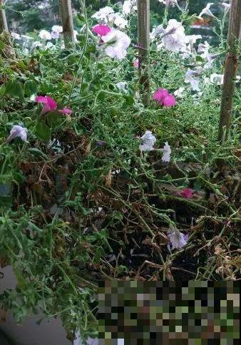 特欠剪的花,越剪越好看,花开不断! 特欠剪的花,越剪越好看,花开不断!