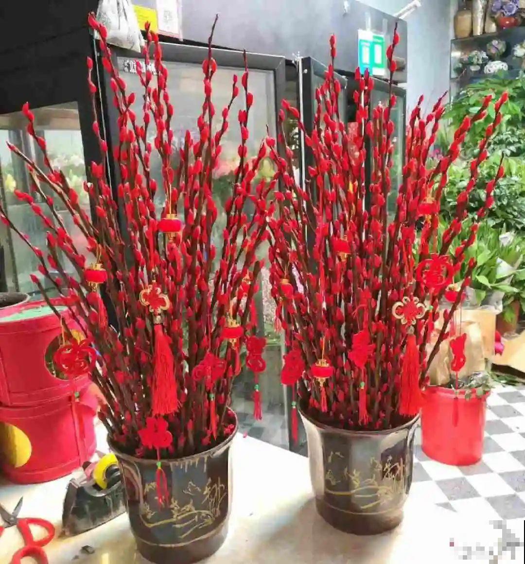 水培花只用水养，根系长得旺，太牛了！