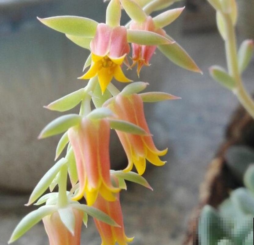 这5种多肉爱开花,花朵还极美,没见过亏大了! 这5种多肉爱开花,花朵还极美,没见过亏大了!