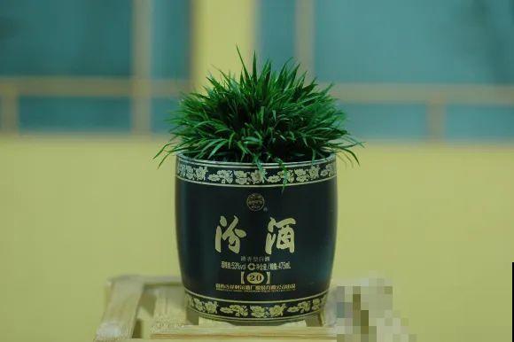 酒瓶子别丢掉,那可是种花神器,省了一笔买花钱 酒瓶子别丢掉,那可是种花神器,省了一笔买花钱