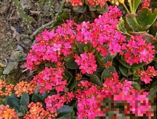 长寿还是地栽长得肥，皮实好养，满头都是花苞