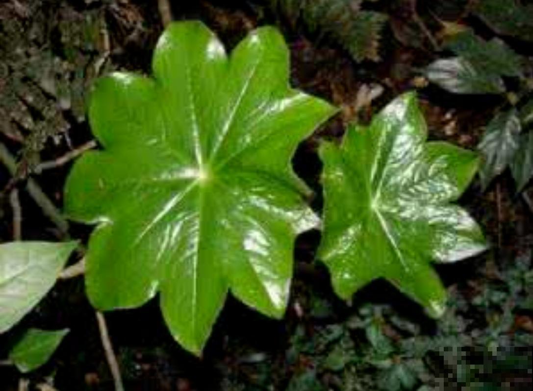 大自然的小奇迹，山上长出八角莲，太漂亮！