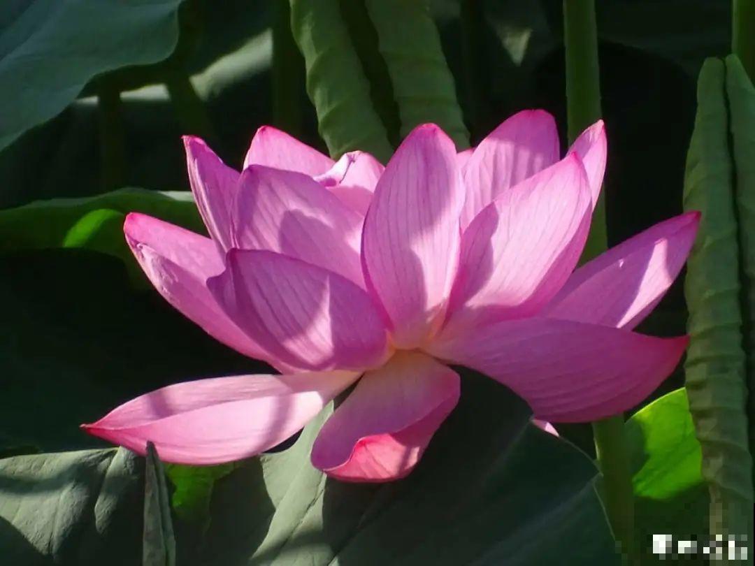 你在哪个城市，最适合养的花就是它！