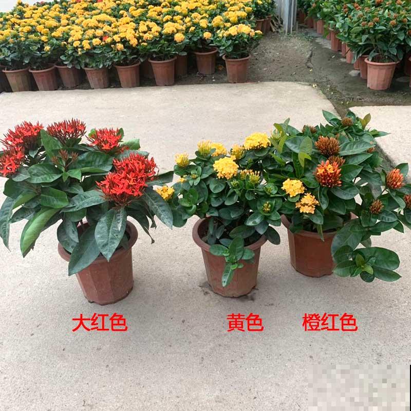 路边绿化带常见的花，居然都是国花，长知识了！