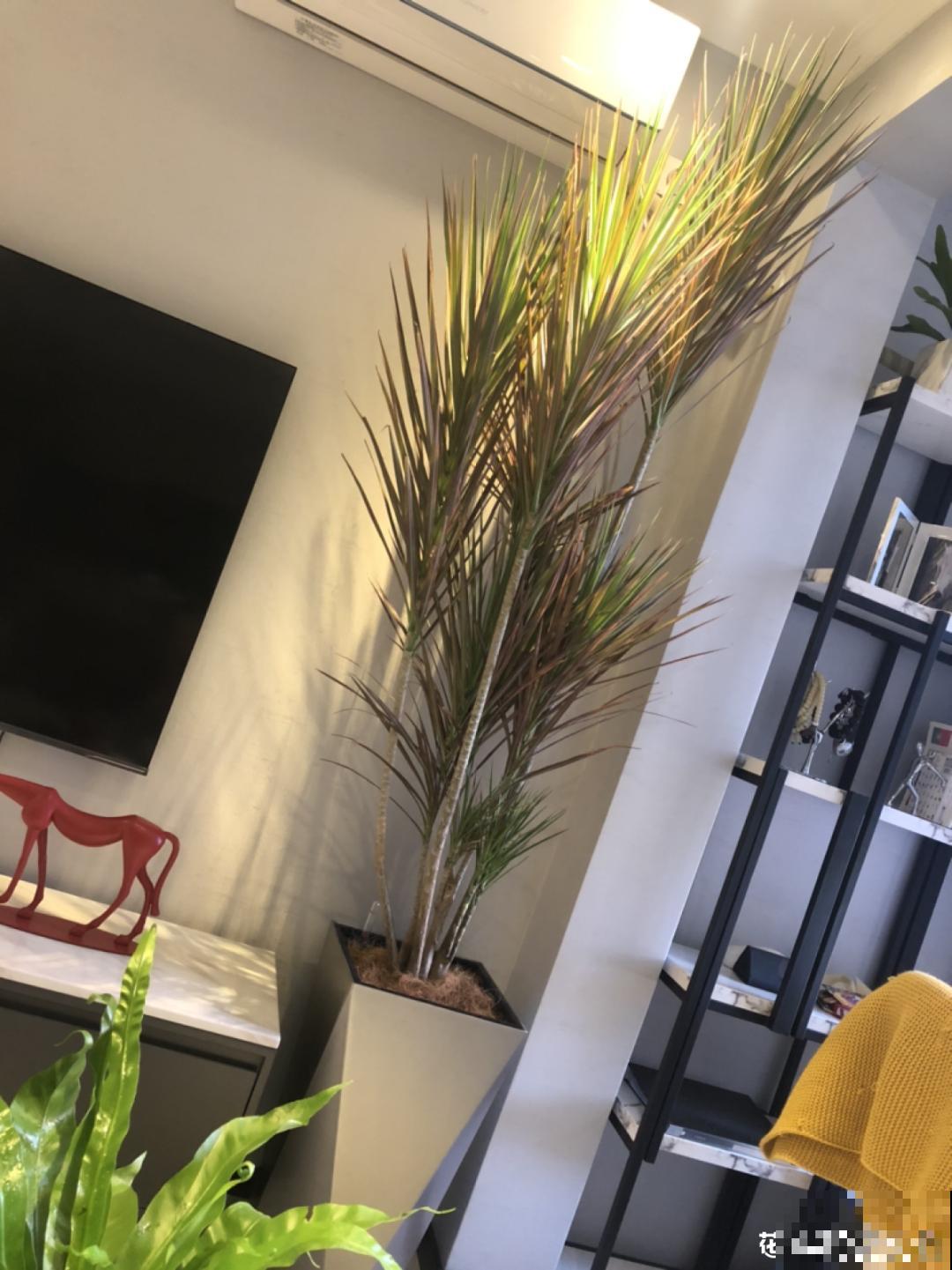 15种镇宅花，家里摆一盆，镇宅旺运超霸气！