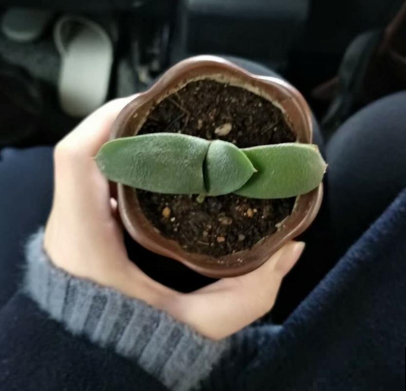 多肉卧牛,丑萌丑萌的,养起来超省心! 多肉卧牛,丑萌丑萌的,养起来超省心!