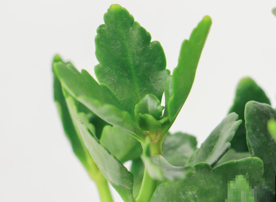 长寿花变异了,开花长这样,邻居天天过来看! 长寿花变异了,开花长这样,邻居天天过来看!