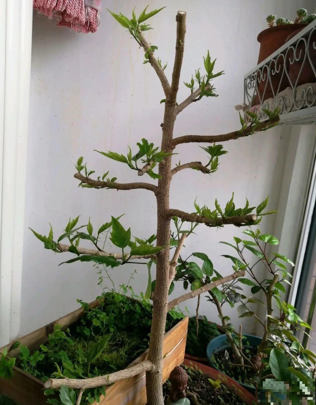 绣球生病，直接撸光叶、剪光头，反而长得旺！