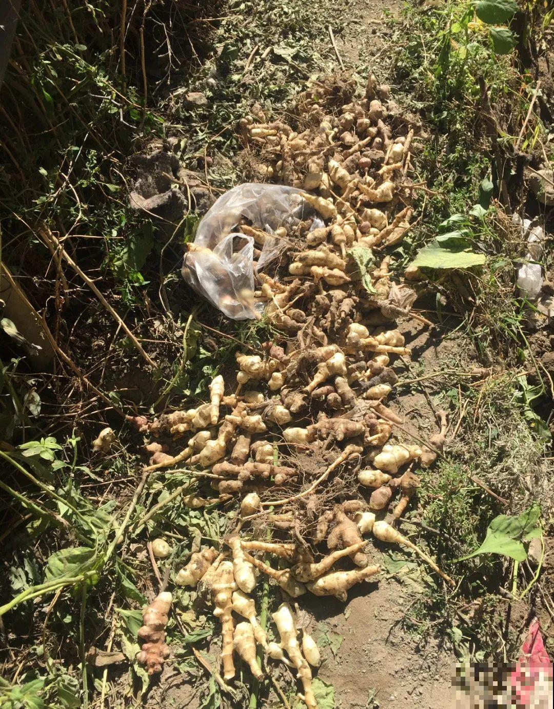 白菜在家养了8年,养成了老桩,长得可旺盛! 白菜在家养了8年,养成了老桩,长得可旺盛!