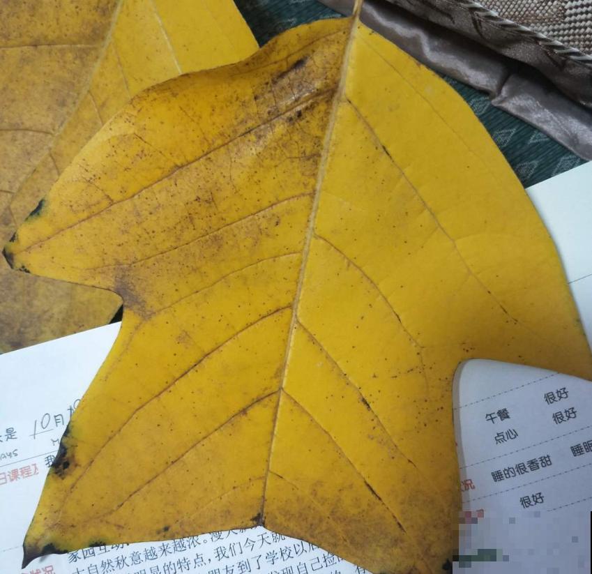 鹅掌楸很珍贵，制家具、入药、观赏样样行，家里建议养一棵！