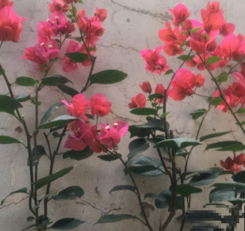 新买的三角梅直接就种？难怪长得慢，先“洗个澡”再种！