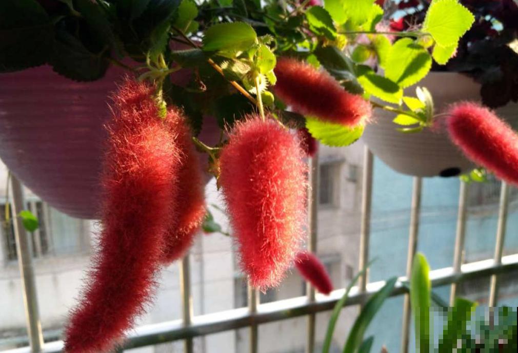 伪装在花卉圈的“猫咪”，红彤彤，毛绒绒，爱猫人士必养！