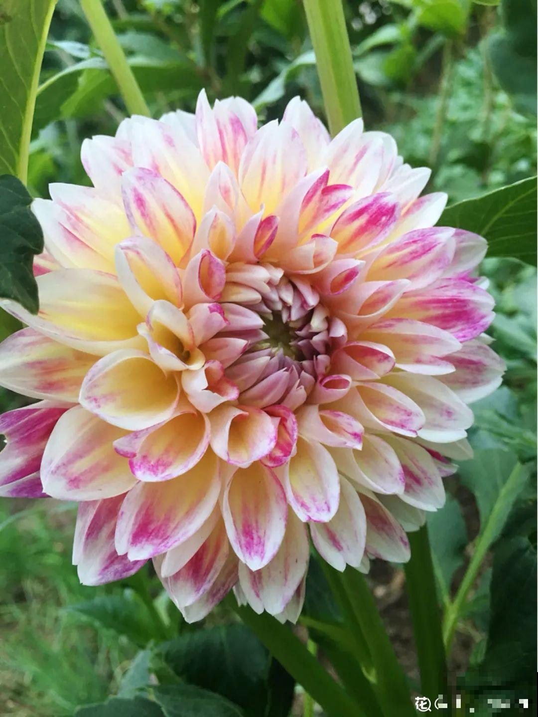 十一赏花图谱，看了啥花都认识，不用问别人！