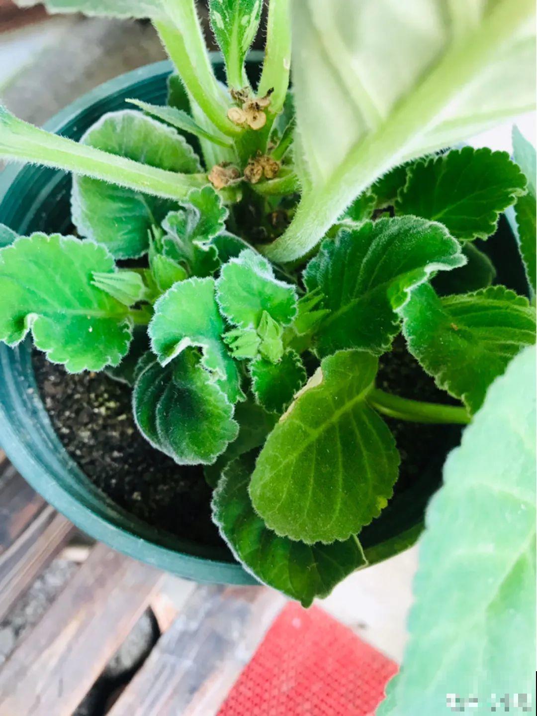 大岩桐超耐阴，开花像玫瑰，漂亮极了