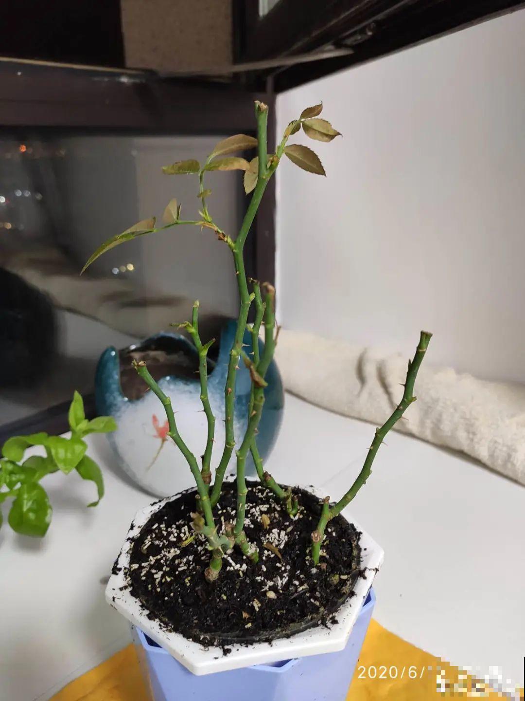 杀虫的好时机到了,虫卵一窝端,来年再也不生虫! 杀虫的好时机到了,虫卵一窝端,来年再也不生虫!