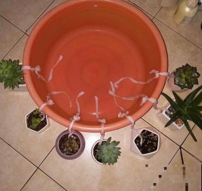 花友出差，花卉没人浇水？3种方法，个个实用！