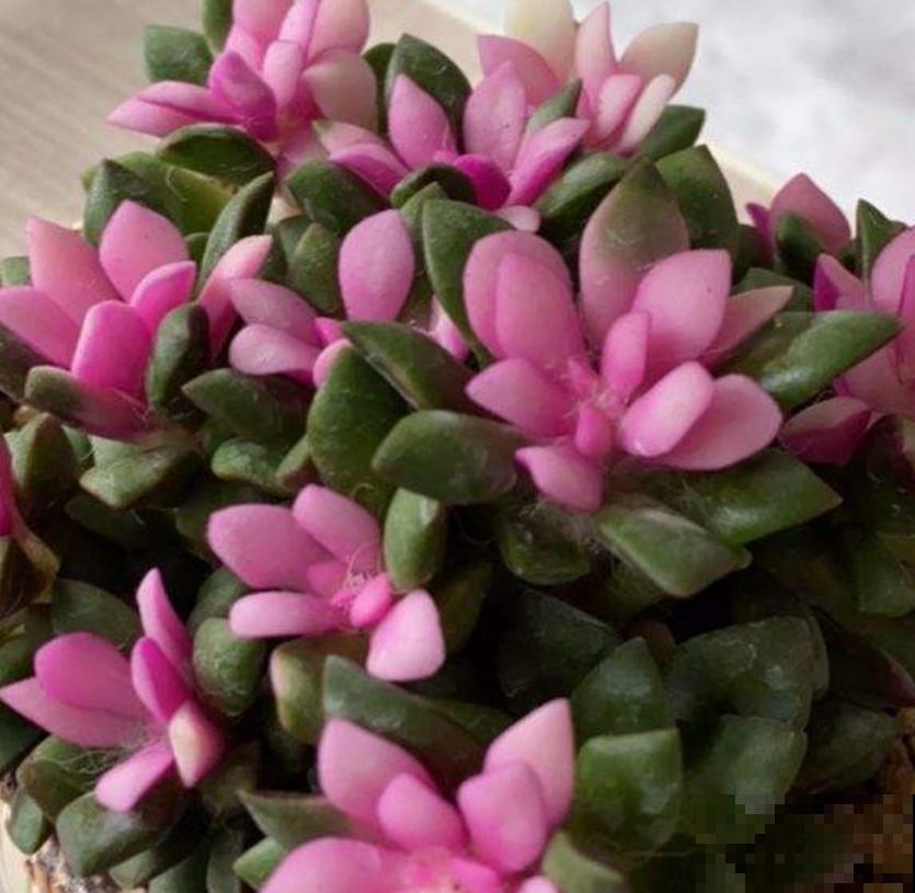 买到药锦怎么办？狠心切一切，还是一棵好花树！