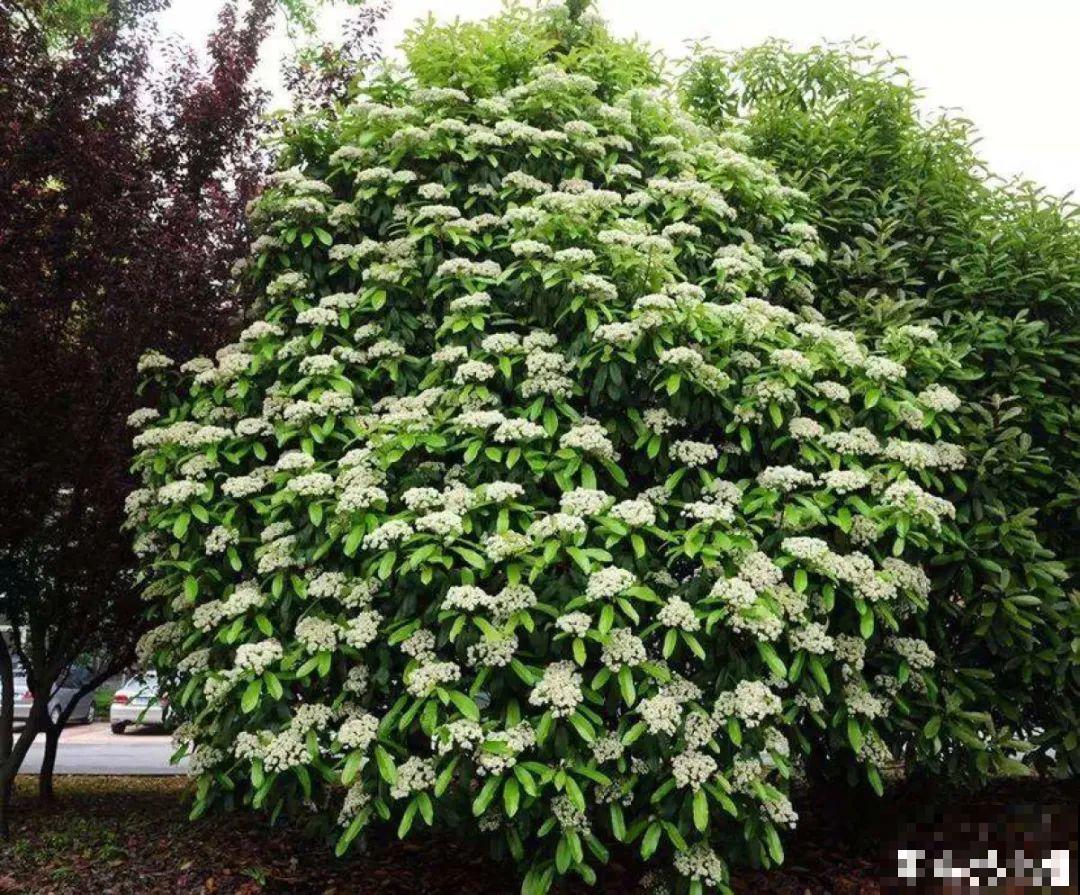 1种花叫大花犀角，闻久了头晕，家里养要小心！