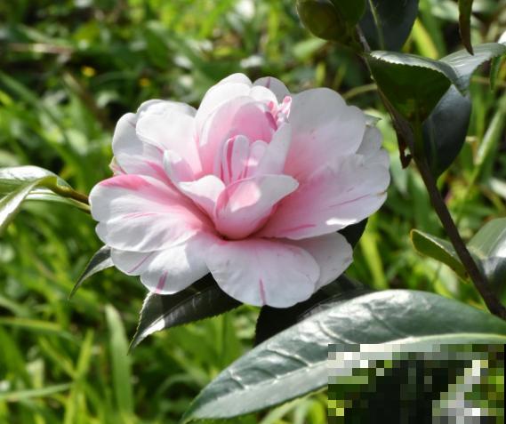 有些花就欠冻，扔在室外不用管，花开艳丽！