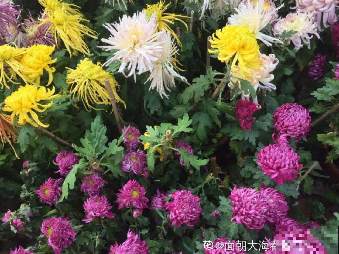 8种花，养嫩不养老，老了要多修剪！