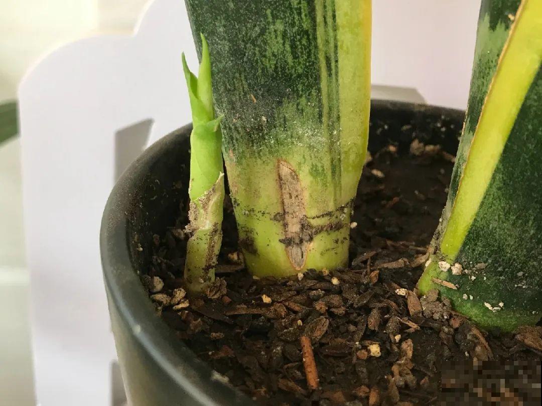 水浇多了，快把土刨掉，否则花3天必死！