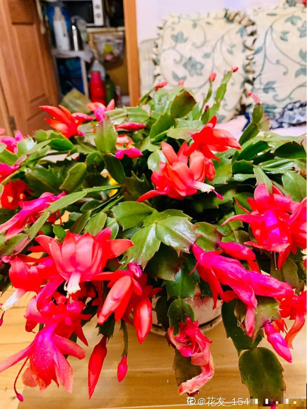 10种花少浇水，天冷容易涝根，旱一旱才长得旺