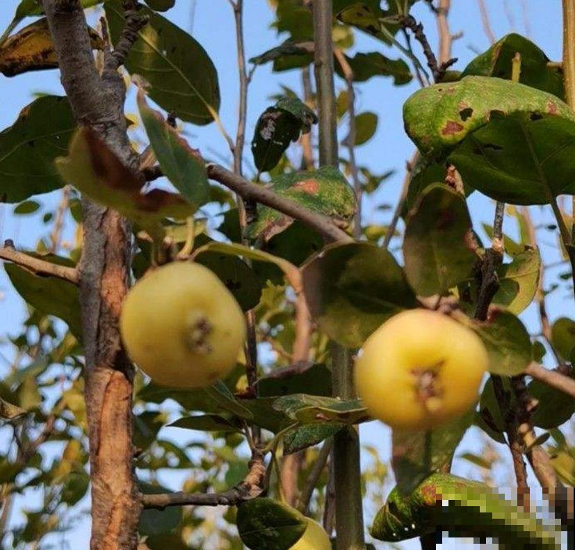 家中养棵西府海棠，赏花吃果，岂不美哉！